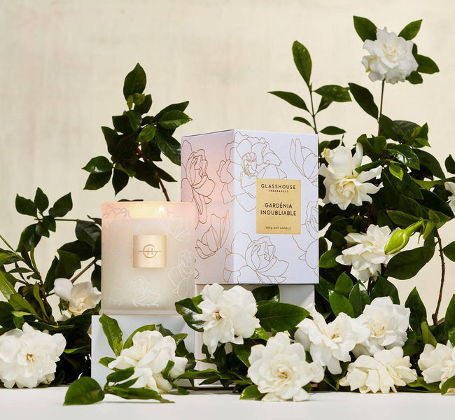 French for Unforgettable, We Present Gardénia Inoubliable.