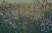 Flower Therapy