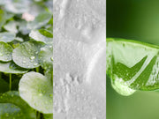 Gotu Kola. Coconut Oil. Aloe Vera.