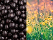 Acai. Meadowfoam Seed Oil.